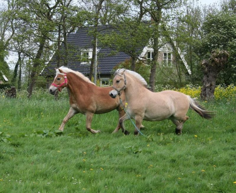 Manege De Spaland Ruiters