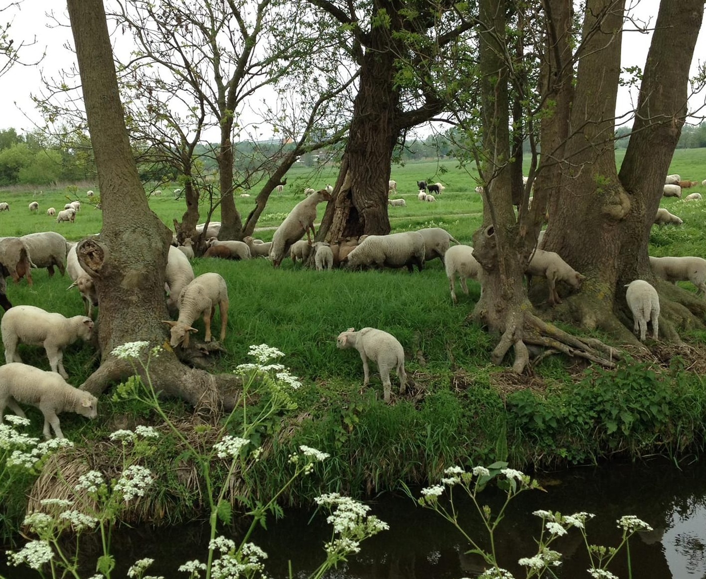 Schaapskudde Vockestaert / Adrianushoeve