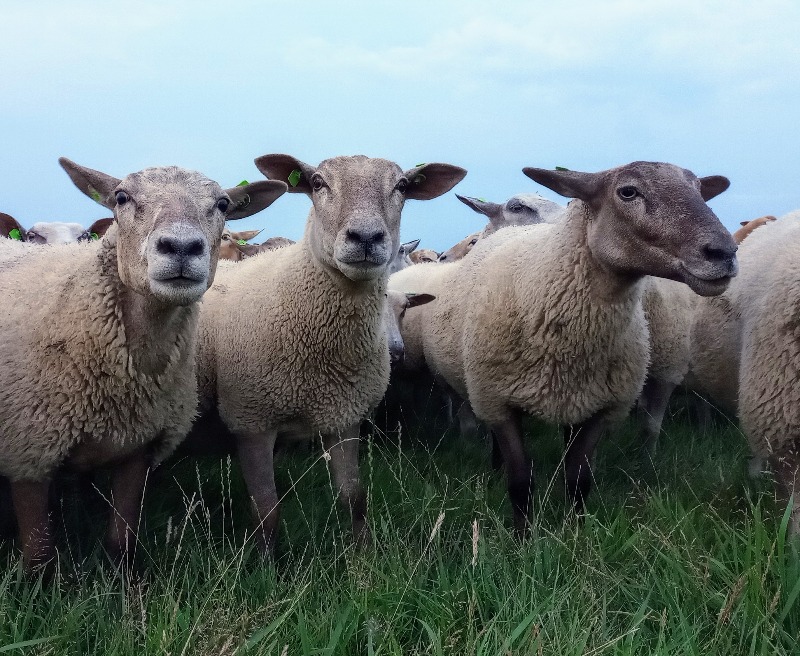 Yoga tussen de schapen