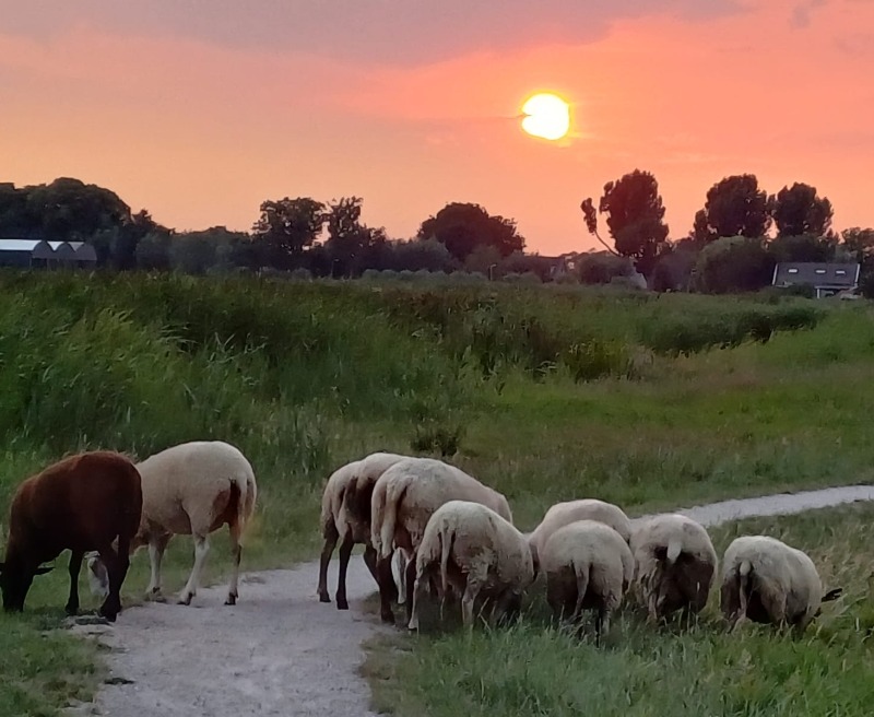 Avond wandeling met schaapskudde  | Adrianushoeve