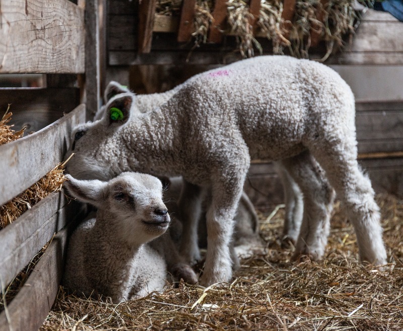 Lammetjesdag | Schaapskudde Schiedam