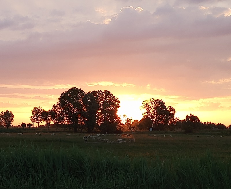 Ochtend wandeling met schaapskudde  | Adrianushoeve