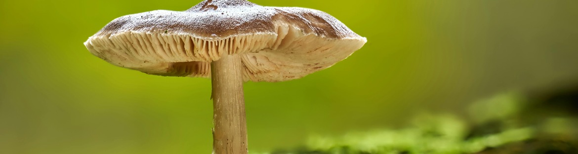 natuurcafé