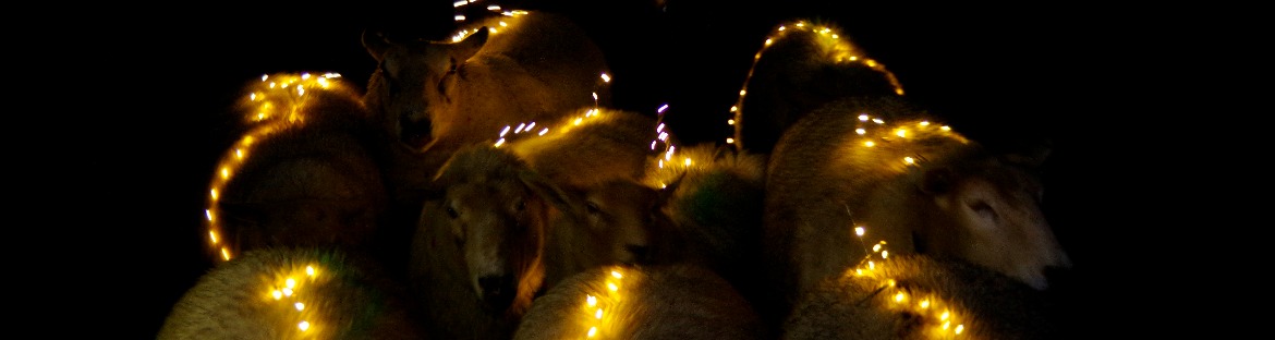 Sheeplighting