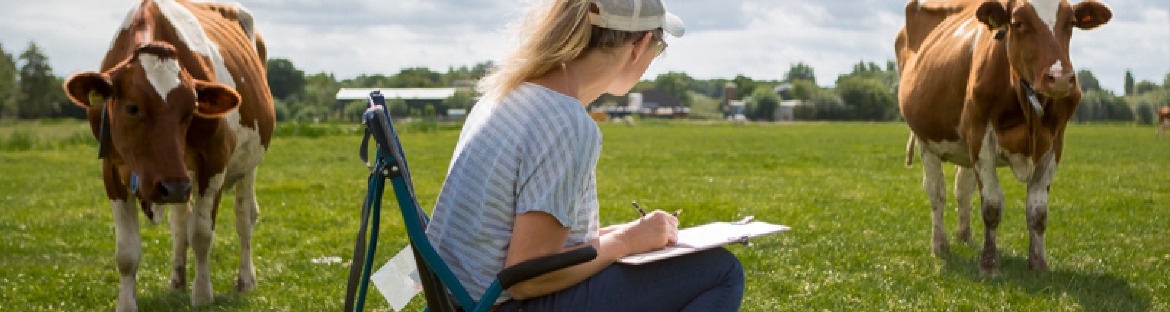 Tekenen & koeien